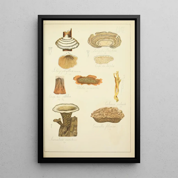 Natural History of Mushrooms Pl57 - Guillaume Sicard — framed artwork on a wall