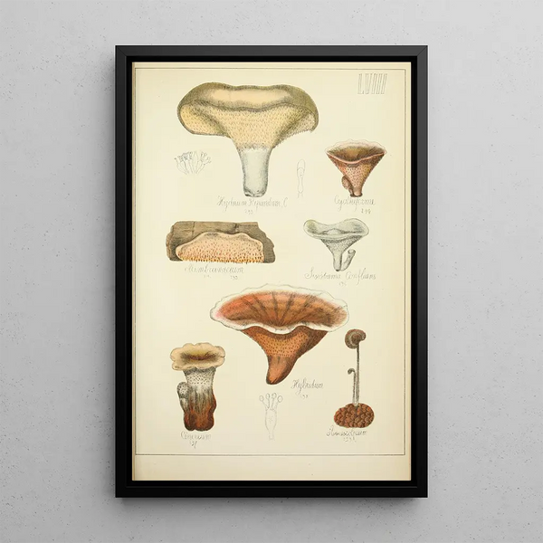Natural History of Mushrooms Pl58 - Guillaume Sicard — framed artwork on a wall
