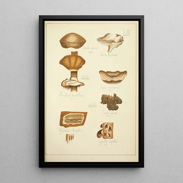 Natural History of Mushrooms Pl59 - Guillaume Sicard — framed artwork on a wall