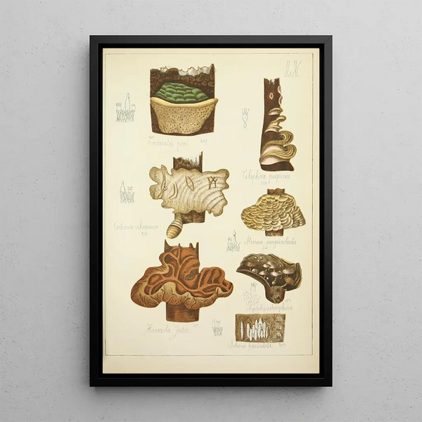 Natural History of Mushrooms Pl60 - Guillaume Sicard — framed artwork on a wall