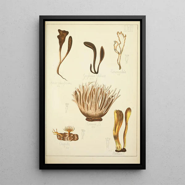 Natural history of mushrooms Pl62 - Guillaume Sicard — framed artwork on a wall