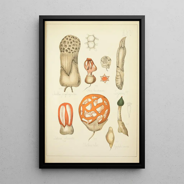 Natural history of mushrooms Pl65 - Guillaume Sicard — framed artwork on a wall