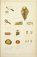 Natural history of mushrooms Pl68 - Guillaume Sicard — artwork view