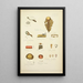 Natural history of mushrooms Pl68 - Guillaume Sicard — framed artwork on a wall