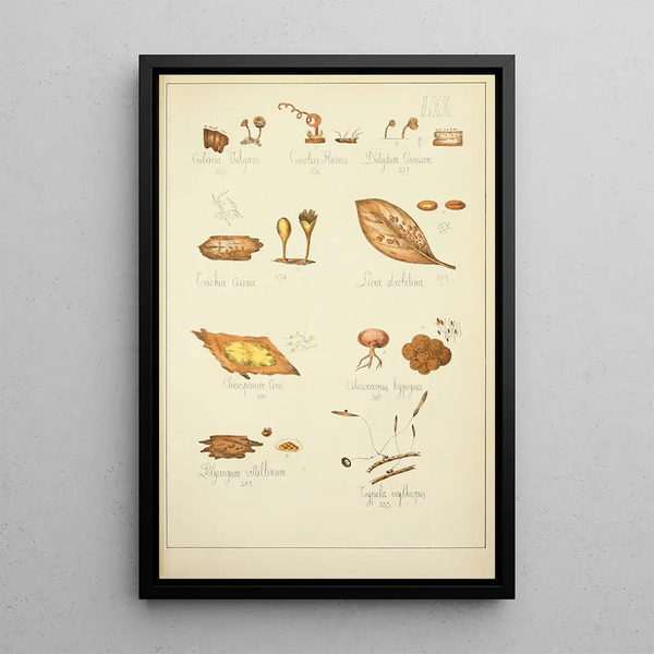 Natural History of Mushrooms Pl70 - Guillaume Sicard — framed artwork on a wall