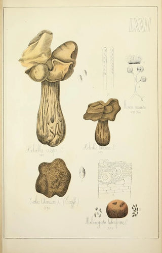 Guillaume Sicard - Histoire naturelle des champignons Pl72.webp