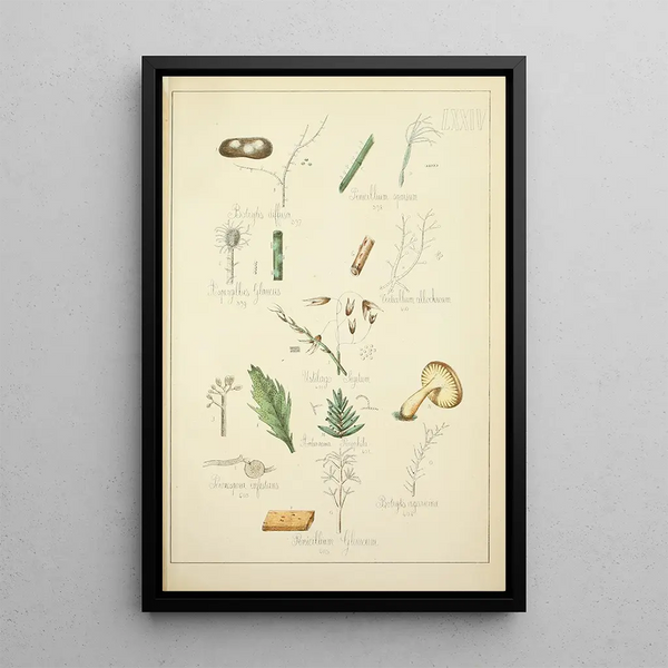 Natural history of mushrooms Pl74 - Guillaume Sicard — framed artwork on a wall