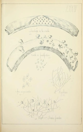 Guillaume Sicard - Histoire naturelle des champignons Pl75.webp