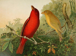 La faune aviaire nord-américaine pl20 - Gustav Mützel — artwork view