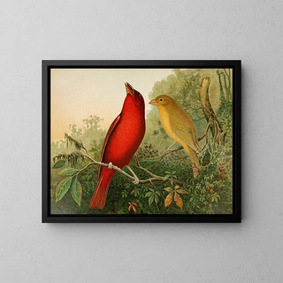 La faune aviaire nord-américaine pl20 - Gustav Mützel — framed artwork on a wall