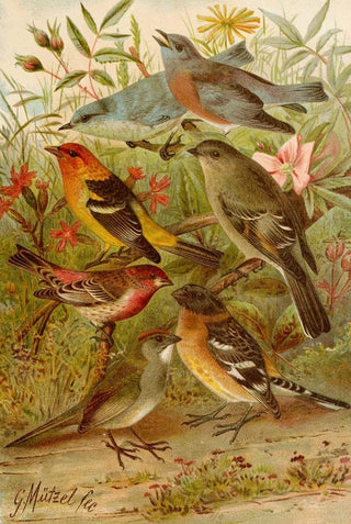 Gustav Mutzel - Die Nordamerikanische Vogelwelt pl21.webp