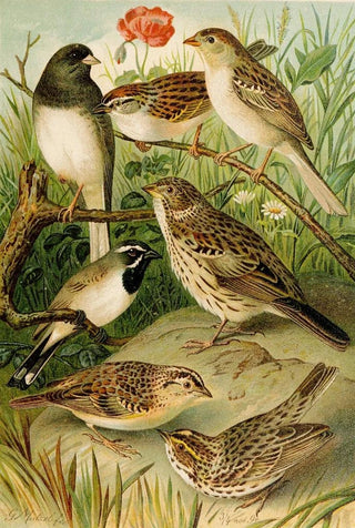 Gustav Mutzel - Die Nordamerikanische Vogelwelt pl24.webp