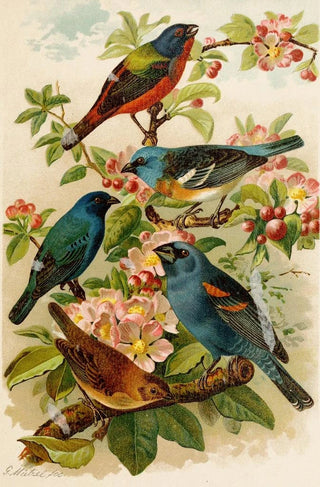 Gustav Mutzel - Die Nordamerikanische Vogelwelt pl28.webp