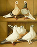 Timmermans Prussians with White Head - Gustav Prütz — artwork view