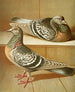 C. coburgensis - Gustav Prütz — artwork view