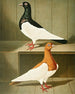 C. pica painting - Gustav Prütz — artwork view