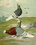 C. albicauda - Gustav Prütz — artwork view