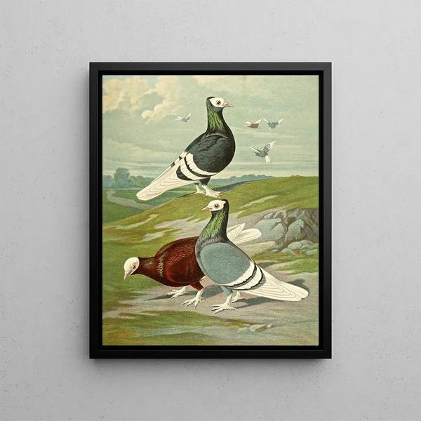 C. albicauda - Gustav Prütz — framed artwork on a wall