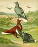 C. albiceps - Gustav Prütz — artwork view