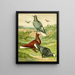 C. albiceps - Gustav Prütz — framed artwork on a wall
