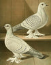 C. badia C. farinosa - Gustav Prütz — artwork view