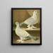 C. badia C. farinosa - Gustav Prütz — framed artwork on a wall