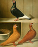 C. barbarica minima - Gustav Prütz — artwork view