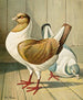 C. brachyura Brm - Gustav Prütz — artwork view