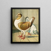 C. brachyura Brm - Gustav Prütz — framed artwork on a wall