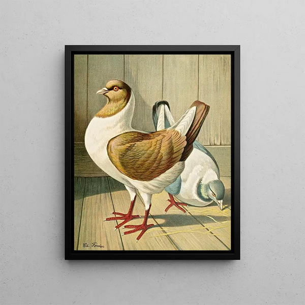 C. brachyura Brm - Gustav Prütz — framed artwork on a wall