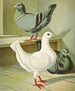 C. brevicauda - Gustav Prütz — artwork view
