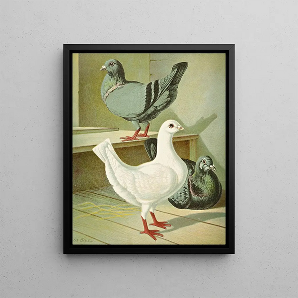 C. brevicauda - Gustav Prütz — framed artwork on a wall