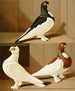 C. brevirostris s. albifrons - Gustav Prütz — artwork view