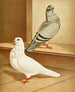 C. bubo media Painting - Gustav Prütz — artwork view