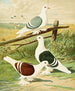 C. clypeata - Gustav Prütz — artwork view