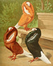 C. cuculata - Gustav Prütz — artwork view