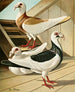 C. curvirostris Brm - Gustav Prütz — artwork view