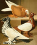 C. dasypus - Gustav Prütz — artwork view