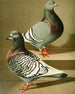 C. dom agr robusta painting - Gustav Prütz — artwork view