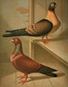 C. brillant C. cypselus - Gustav Prütz — artwork view