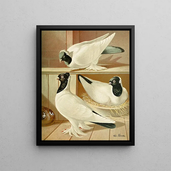 C. gyratrix coloriceps - Gustav Prütz — framed artwork on a wall