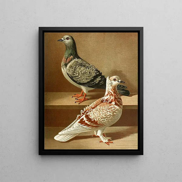 C. hispid - Gustav Prütz — framed artwork on a wall