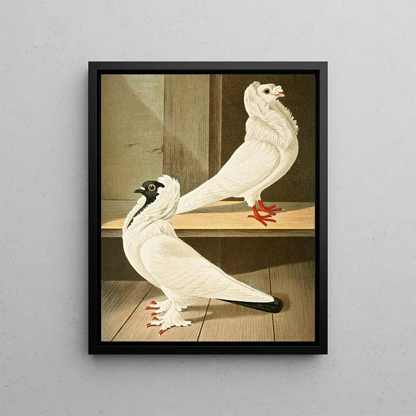 C. jubata - Gustav Prütz — framed artwork on a wall