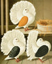 C. laticaudae - Gustav Prütz — artwork view