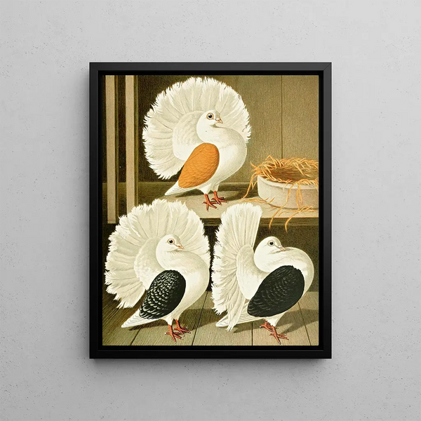 C. laticaudae - Gustav Prütz — framed artwork on a wall