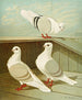 C. turbita - Gustav Prütz — artwork view