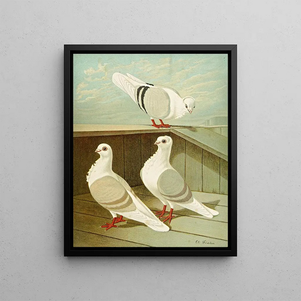 C. turbita - Gustav Prütz — framed artwork on a wall
