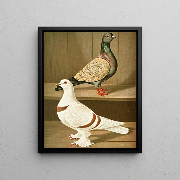 C. vietoria C. helvetia - Gustav Prütz — framed artwork on a wall