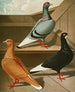 Culbuteur table with smooth feet, flat front, and long beak II - Gustav Prütz — artwork view
