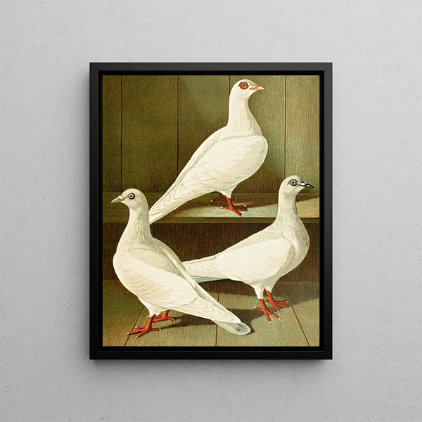 Culbuteur à pieds lisses, à front plat et à long bec - Gustav Prütz — framed artwork on a wall